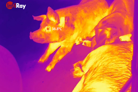 ¿El brote de la peste porcina africana? Las cámaras térmicas InfiRay ayudan a crear una agricultura inteligente