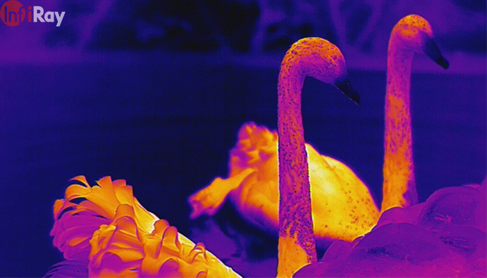 10Two_swans_are_clearly_visible_in_thermal_imaging_vision.png